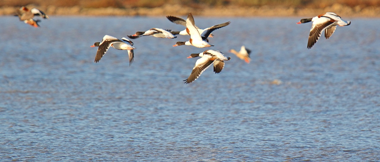 Sporadic summer drying out of the Pantani Cuba & Pantano - Bild 2